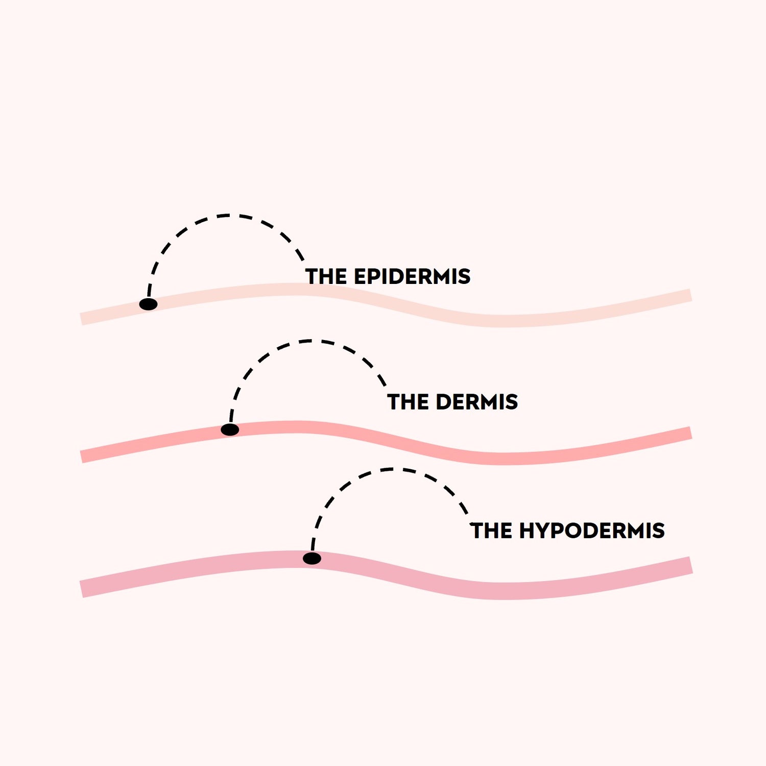 understanding the structure of skin to understand how transdermal patches work